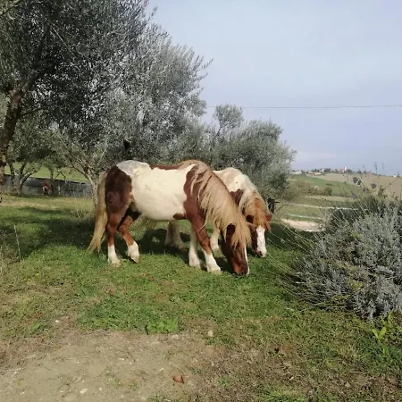 Casa Degli Ulivi Holiday home *