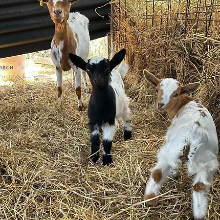 Casa Degli Ulivi Tolentino